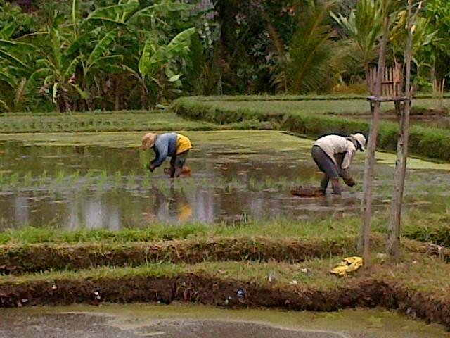 Nyoman Karsa Bungalow Ubud  Luaran gambar